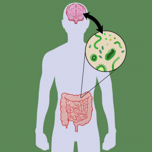 The gut-brain connection: How they work together